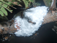 Camponotus sexpunctatus