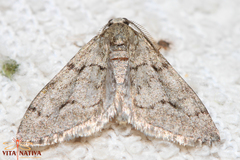 Tephronia lhommaria