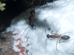 Camponotus sexpunctatus