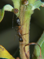 Camponotus sexpunctatus