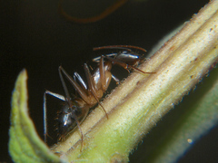 Camponotus sexpunctatus