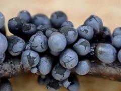 Lamproderma cristatum