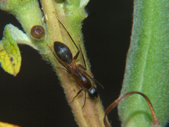 Camponotus sexpunctatus