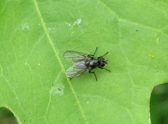 Limnophora nigripes