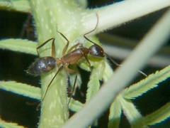 Camponotus sexpunctatus