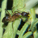 Eastern Sugar Ant - Photo (c) william van Niekerk, some rights reserved (CC BY-NC), uploaded by william van Niekerk