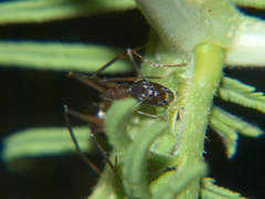 Camponotus sexpunctatus
