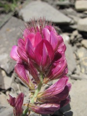 Hedysarum biebersteinii