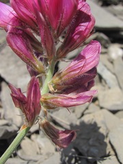 Hedysarum biebersteinii