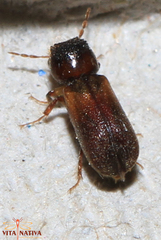 Scobicia chevrieri
