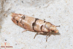 Blastesthia tessulatana