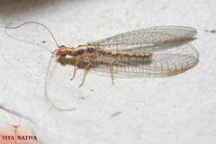 Pseudomallada venosus