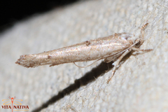 Zelleria oleastrella