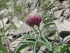 Hedysarum biebersteinii