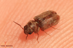 Xyletinus bucephalus