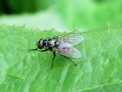 Limnophora tigrina