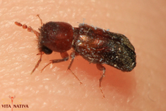 Scobicia chevrieri