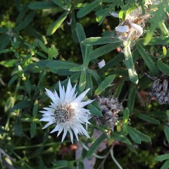 Helichrysum leucopsideum