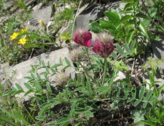 Hedysarum biebersteinii