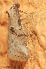 Zebeeba falsalis
