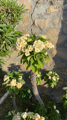 Euphorbia milii