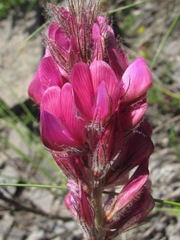 Hedysarum biebersteinii