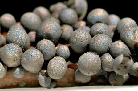 Lamproderma cristatum