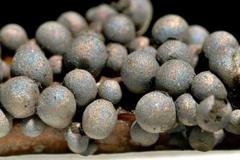 Lamproderma cristatum