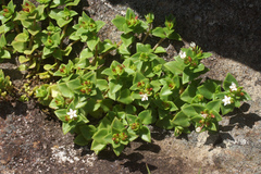 Crassula pellucida brachypetala