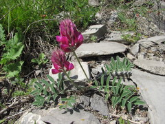 Hedysarum biebersteinii