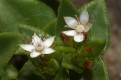 Crassula pellucida brachypetala