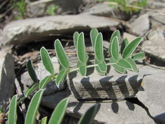 Hedysarum biebersteinii