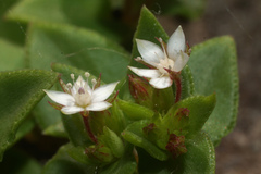 Crassula pellucida brachypetala