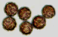 Lamproderma cristatum