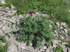 Hedysarum biebersteinii