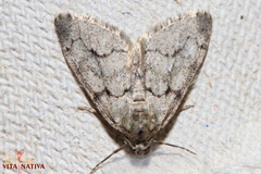 Tephronia lhommaria