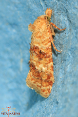 Aethes margarotana