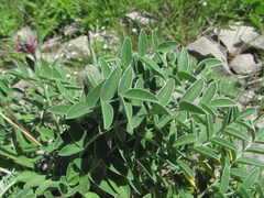 Hedysarum biebersteinii