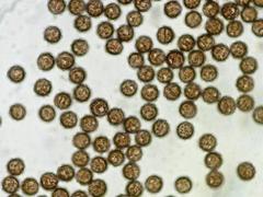 Lamproderma cristatum