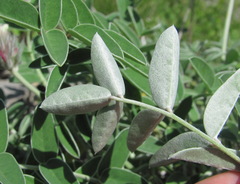 Hedysarum biebersteinii