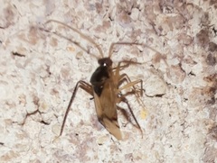 Eustictus