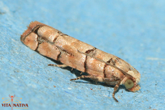 Blastesthia tessulatana