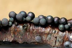 Lamproderma cristatum