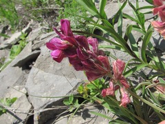 Hedysarum biebersteinii