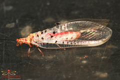 Italochrysa stigmatica