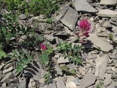 Hedysarum biebersteinii