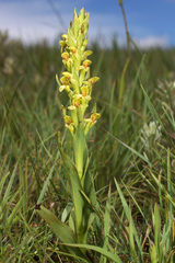 Disa brevicornis