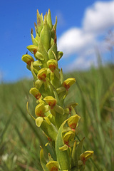 Disa brevicornis
