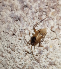 Eustictus