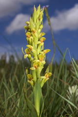 Disa brevicornis